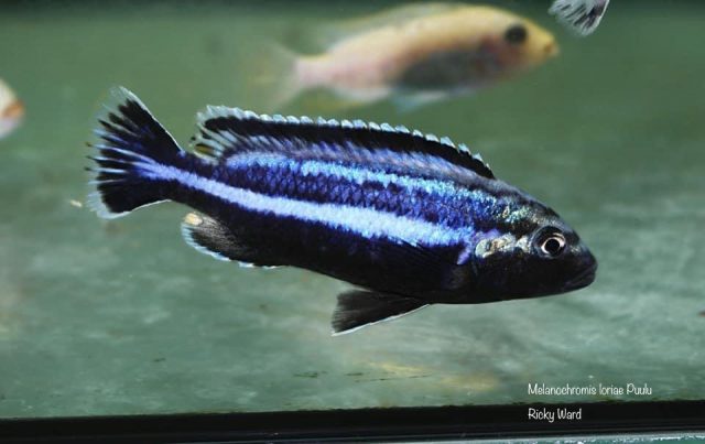 Melanochromis loriae Puulu