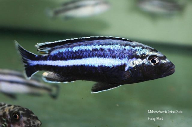 Melanochromis loriae Puulu