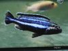 Melanochromis loriae Puulu