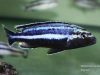 Melanochromis loriae Puulu